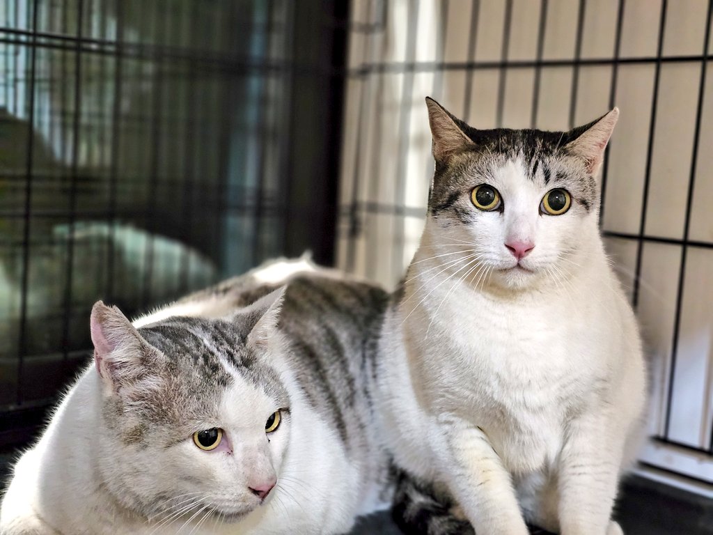 にゃん太郎 (@nyannyan__taro) / Posts / X