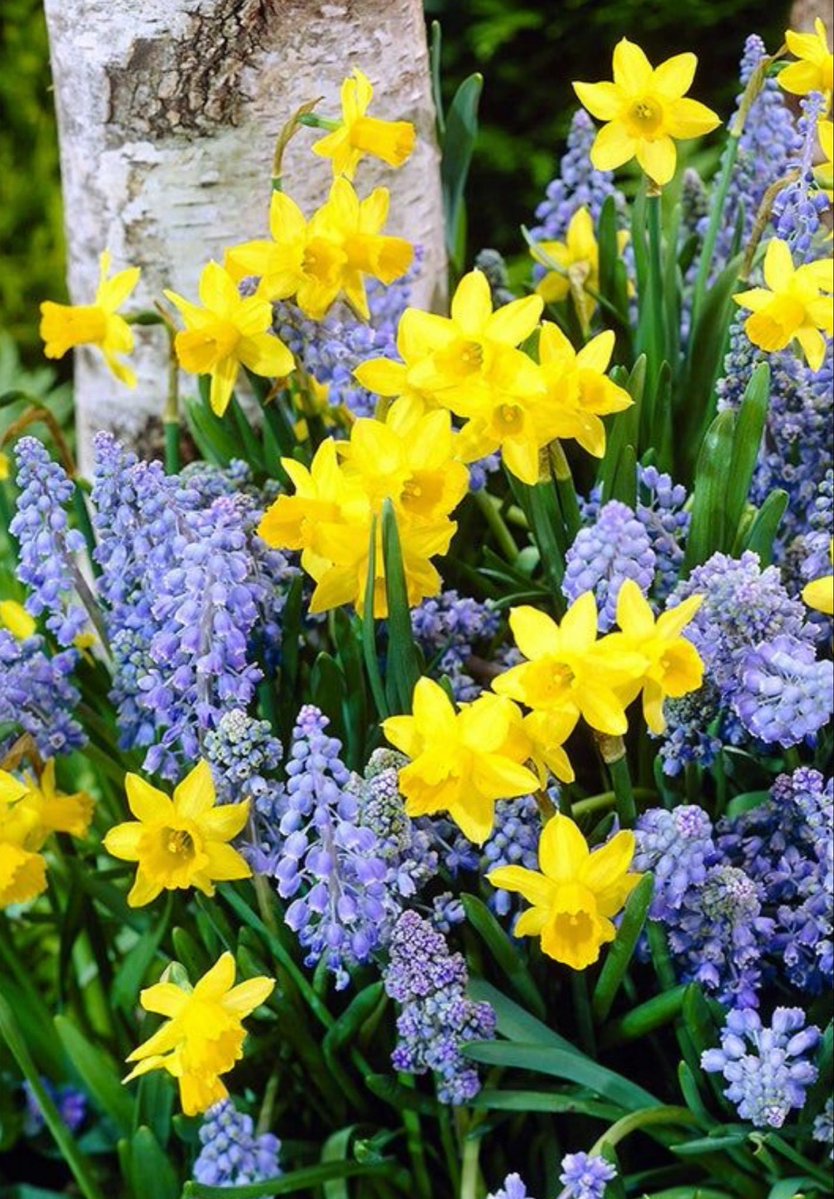 A Beautiful Day to you All..💛🌿