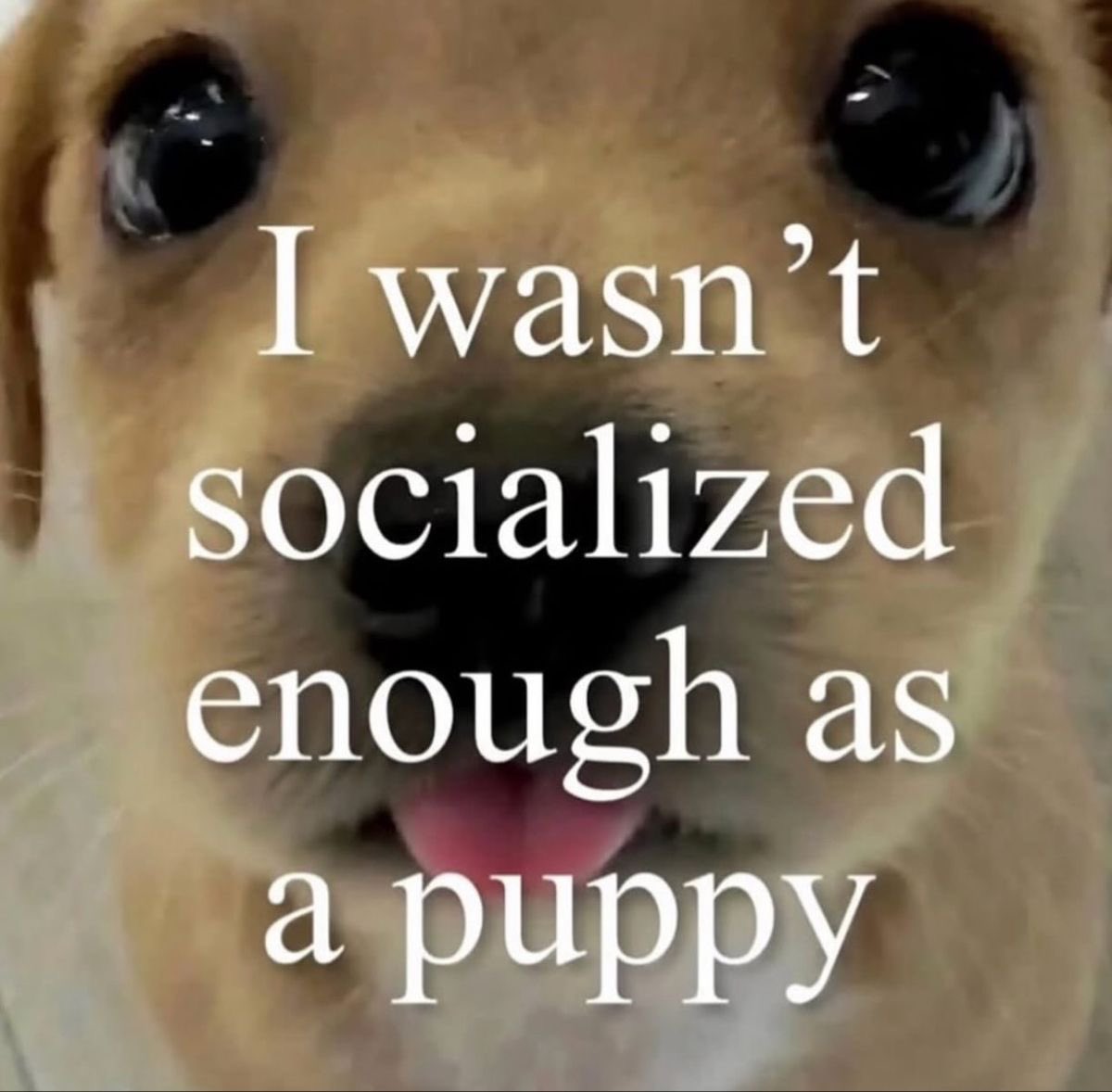 Lilfleshpup's tweet image. 