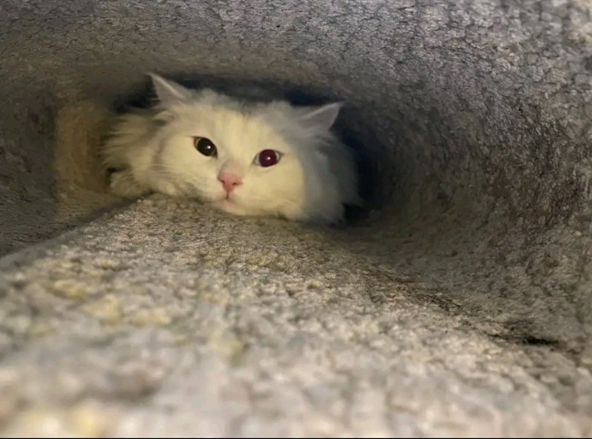 tugceisloading's tweet image. oglusumuzun anasi trip attigi icin kediler gununu burdan kutluyorumm rasellaskimm🫶🏻  soyle annen bu tweeti okuyunca kocaman opcekmis seniii