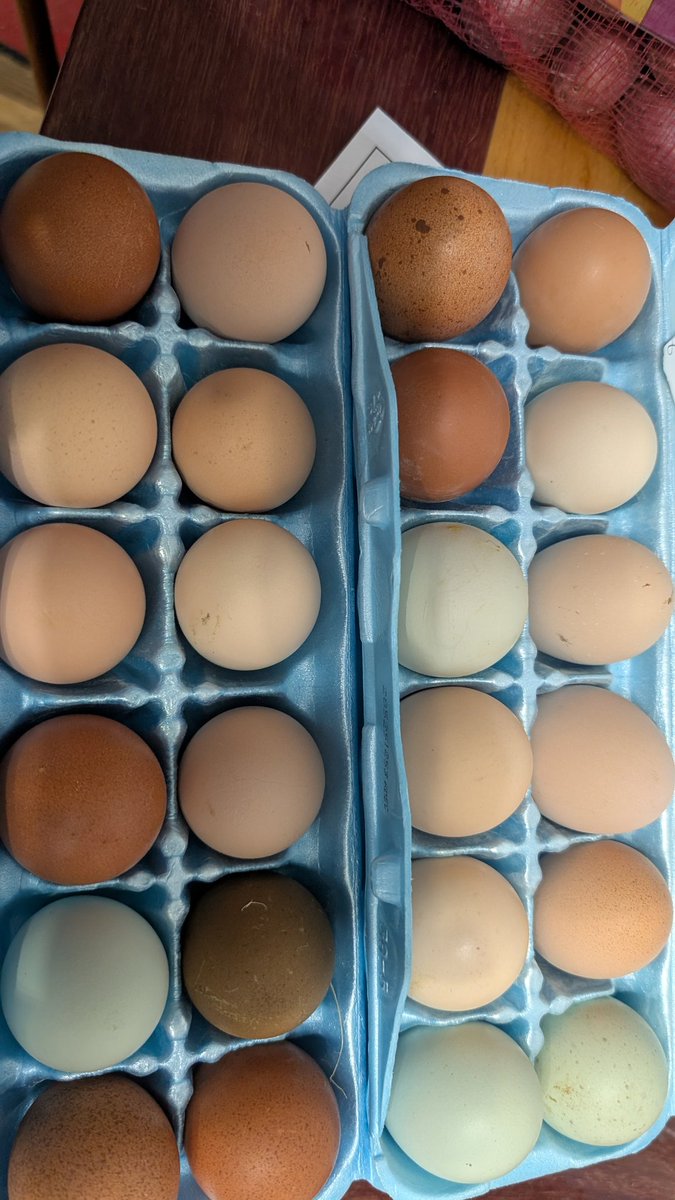 KrookedOrchid's tweet photo. Look at these cute eggs!!! #fyp #ohio #midwest #milf #amateur
Going to be doing a #cakesmashing video tomorrow #feet #ass #amateur https://t.co/DL07fVscVH