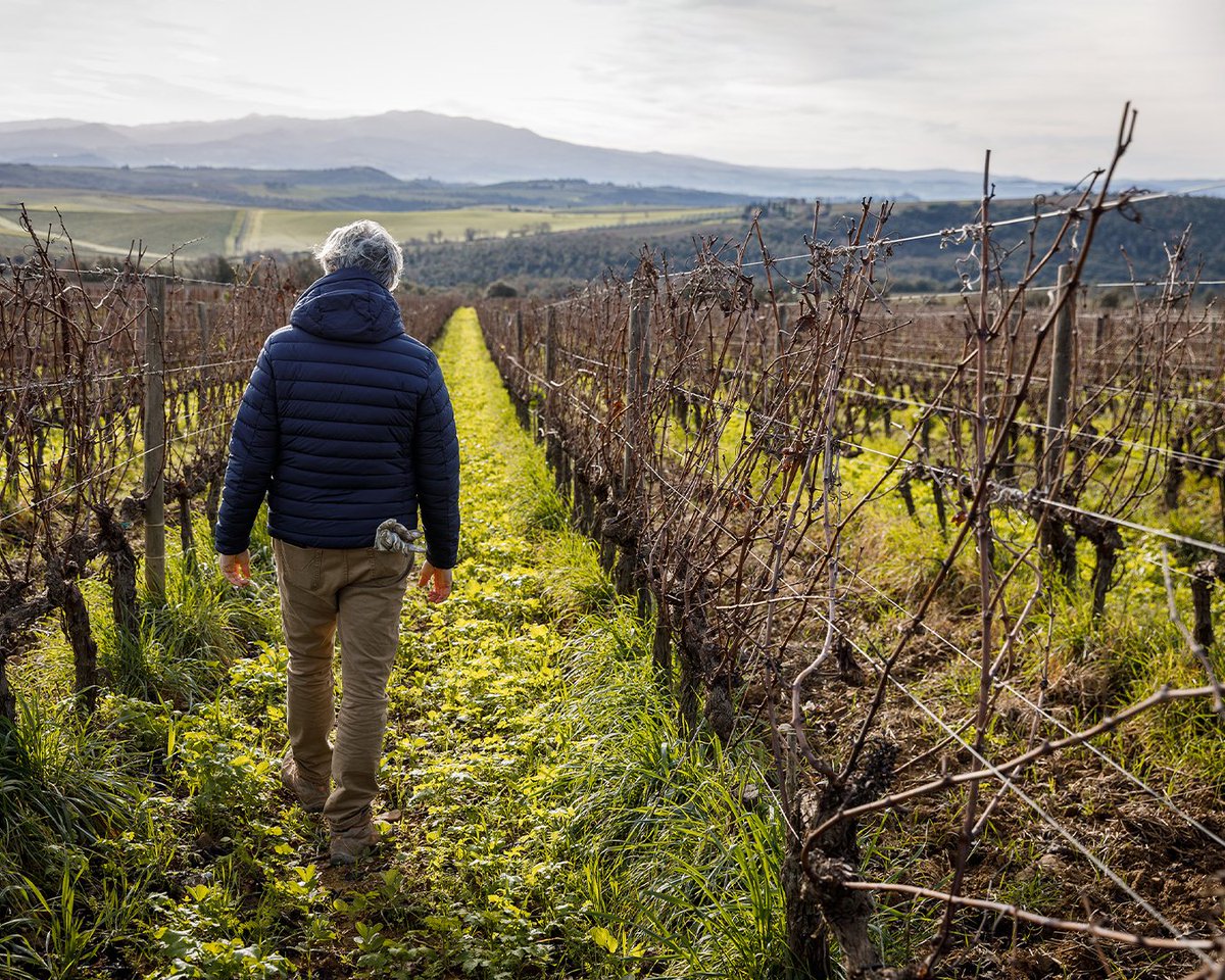 Tenuta Luce tweet media