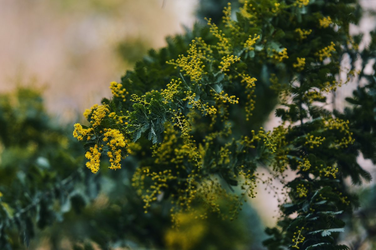 ミモザ咲き始め #leica #leicacamera #leicaphotography