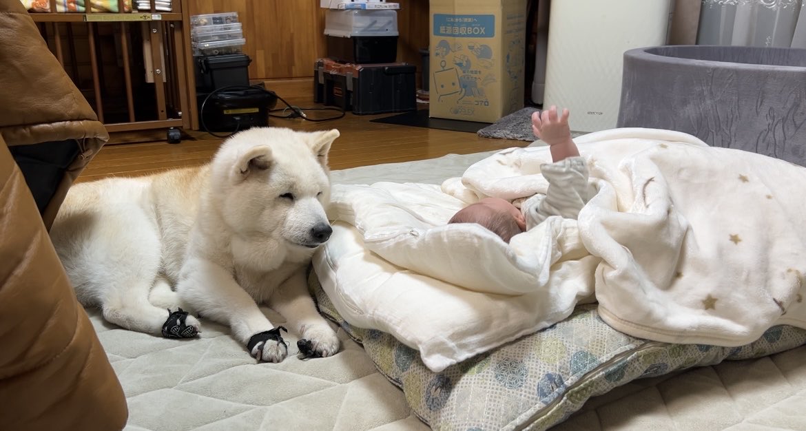 しばわんこ生活 (@toshi38410872) / Posts / X