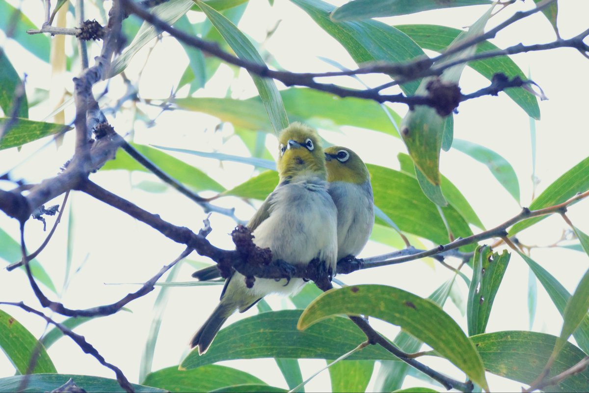 StellaBella67's tweet photo. Little Silvereyes - so cute!
#silvereye #birds #birdwatching #GoldCoast https://t.co/ZOYhWVOp7X
