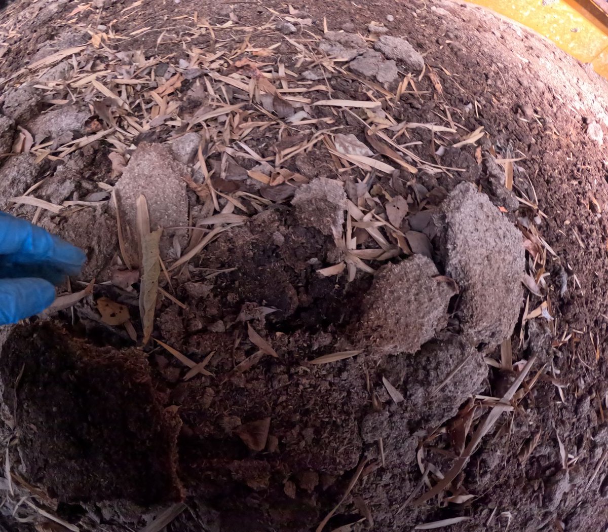 K. Shozugawa tweet media