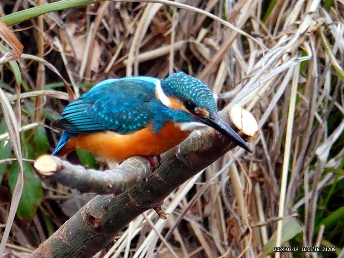 カワセミ #kingfisher 2024-02-14_16'01'18_21209_1