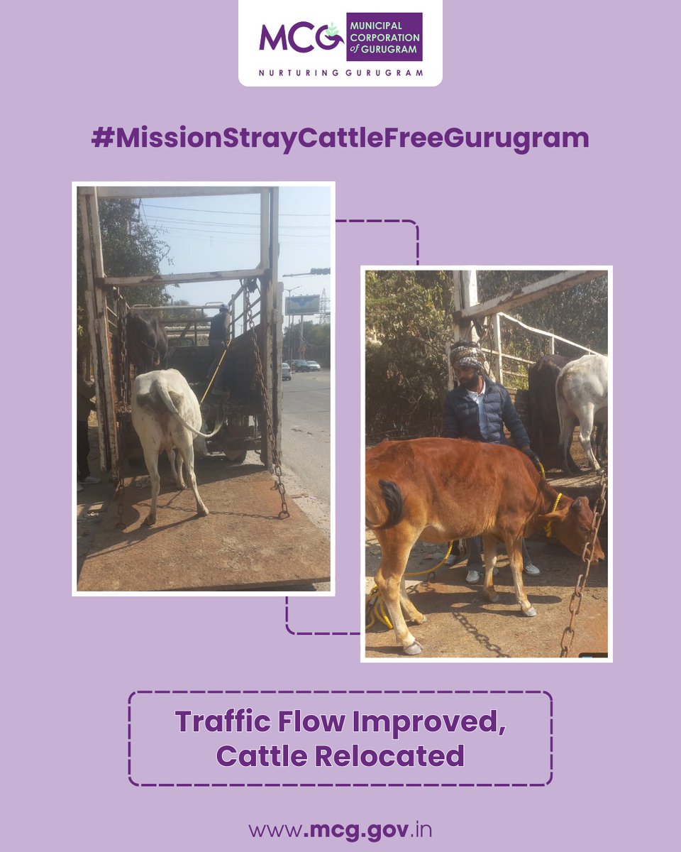 MunCorpGurugram's tweet photo. MCG continues stray cattle relocation to ensure smooth traffic flow and road safety. This action protects both commuters and animals, making Gurugram safer for all.
#MCG #Gurgaon #Gurugram #MissionStrayCattleFreeGurugram #SafeRoads #TrafficSafety #StrayCattleRelocation #AnimalWelfare #HumaneRelocation #AnimalCare #UrbanSanitation #CommunitySafety #ResponsibleCitizens #PublicSafety #CleanCity #CattleCare #RelocationDrive #RoadSafety #SustainableCities #leadership #leadershipinaction
@MoHUA_India @YTKDIndia @SwachhBharatGov @SwachhBharat @MoHUA_India @MoJSDDWS @cmohry @NayabSainiBJP @Rao_InderjitS @VipulGoelBJP @csharyana @DiprHaryana @PradeepIAS_HR @OfficialGMDA @CPCB_OFFICIAL @CAQM_Official