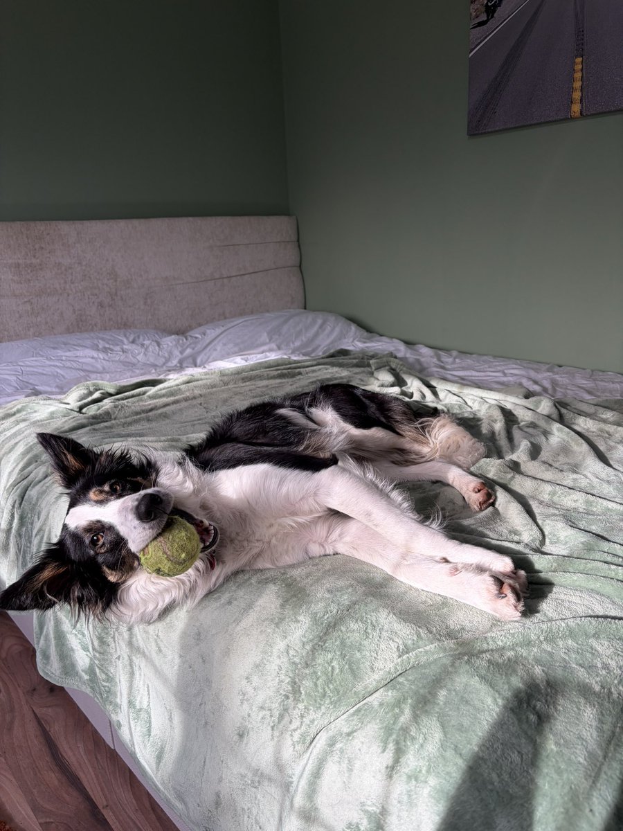 Kesthecollie's tweet image. So comfy. I’m sure my ball wont accidentally fall out of my mouth