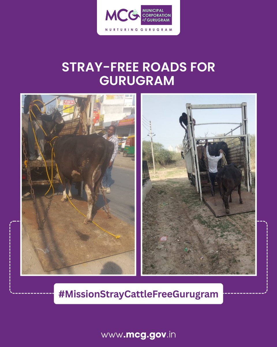 MunCorpGurugram's tweet photo. To prevent accidents and traffic disruption, stray cattle are being safely relocated from busy roads. A step toward safer streets and better mobility.
#MCG #Gurgaon #Gurugram #MissionStrayCattleFreeGurugram #SafeRoads #TrafficSafety #StrayCattleRelocation #AnimalWelfare #HumaneRelocation #AnimalCare #UrbanSanitation #CommunitySafety #ResponsibleCitizens #PublicSafety #CleanCity #CattleCare #RelocationDrive #RoadSafety #SustainableCities #leadership #leadershipinaction
@MoHUA_India @YTKDIndia @SwachhBharatGov @SwachhBharat @MoHUA_India @MoJSDDWS @cmohry @NayabSainiBJP @Rao_InderjitS @VipulGoelBJP @csharyana @DiprHaryana @PradeepIAS_HR @OfficialGMDA @CPCB_OFFICIAL @CAQM_Official
