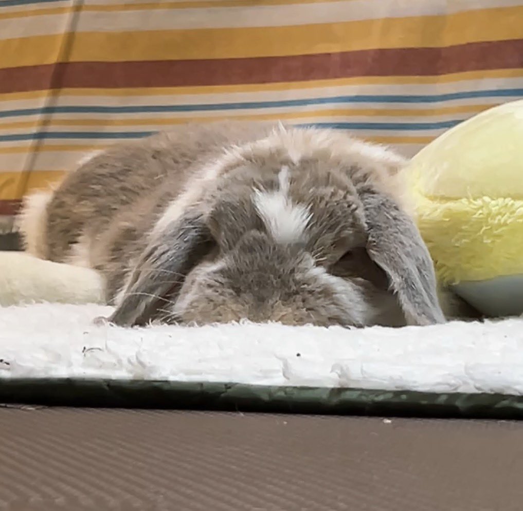 うさぎのココ (@5w1iaVZsovhbpJv) / Posts / X