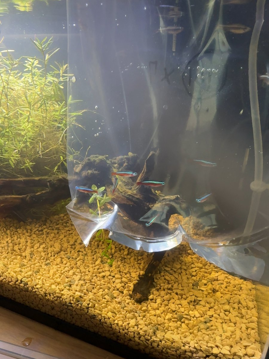 aqua_like04's tweet photo. ついにカージナルテトラを7匹飼いました！！
水草や流木との色合いが最高😃 https://t.co/c6Jpwx7eVq