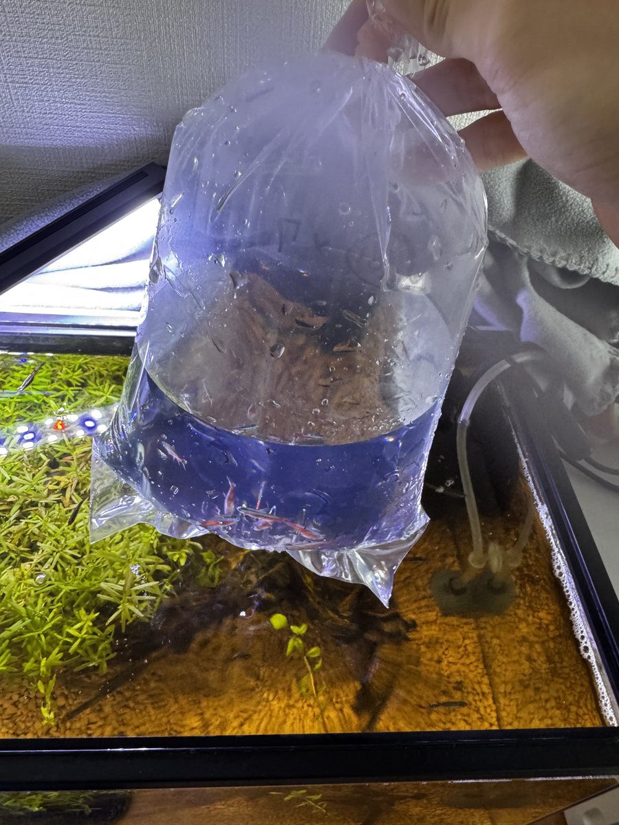 aqua_like04's tweet photo. ついにカージナルテトラを7匹飼いました！！
水草や流木との色合いが最高😃 https://t.co/c6Jpwx7eVq