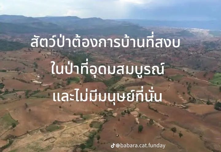 CPark70913's tweet photo. สงสารป่า สงสารสัตว์ป่า ❤️‍🩹 https://t.co/kWShQdxdYt