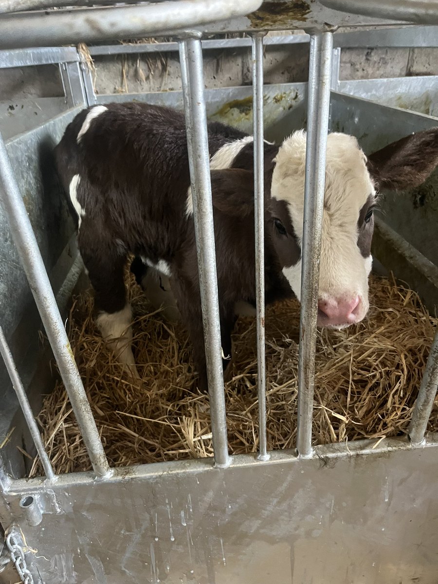TrevorFarrell12's tweet image. You were near down and out yesterday evening. Stomach tubed with 2l whole milk + electrolytes and plenty of perseverance after you’re back drinking a bottle of milk. A satisfying job is farming when you get an animal to come right 🤗 #buzzing
