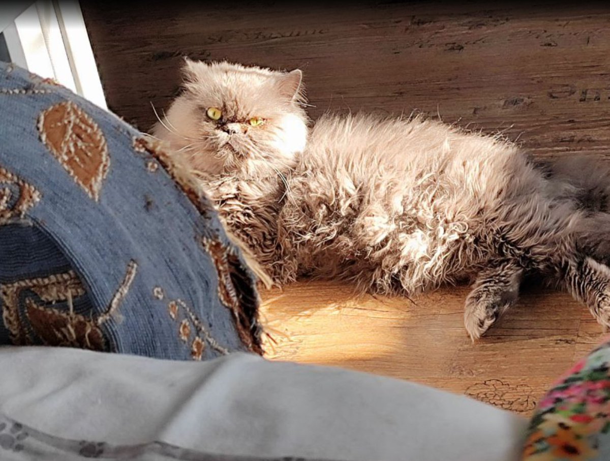 Порриджи, сдавайтесь! ♡ tweet media