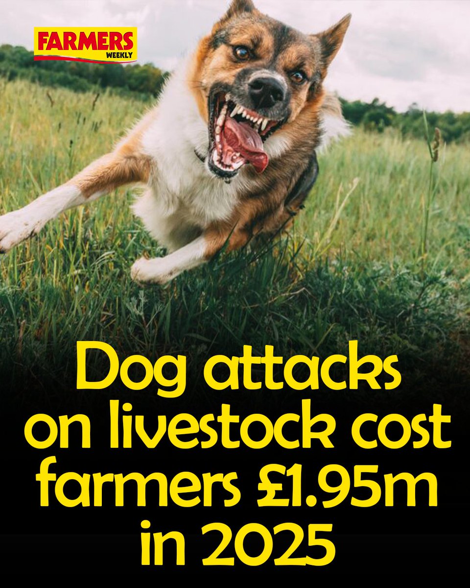 🗣️ "Ignoring the risks is never an option; regardless of breed, size, or temperament, all dogs can chase, injure or kill livestock."

READ MORE: ow.ly/mUy750YgX6E