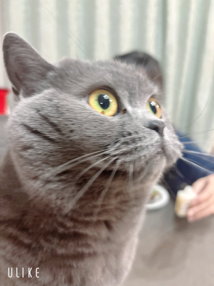 BOMBOMYさんのタルト抹茶味を食べたよ💓甘すぎなくて本当においしい✨あんこも入ってたよ💕
全部食べてしまったからまた買いにいく😋　

今日は久しぶりの🩰
明日はレッスンでメンバーに会えるから楽しみなんだ〜💓

#ちぃたんぼんばーず
#チームK
#桜羽りおな