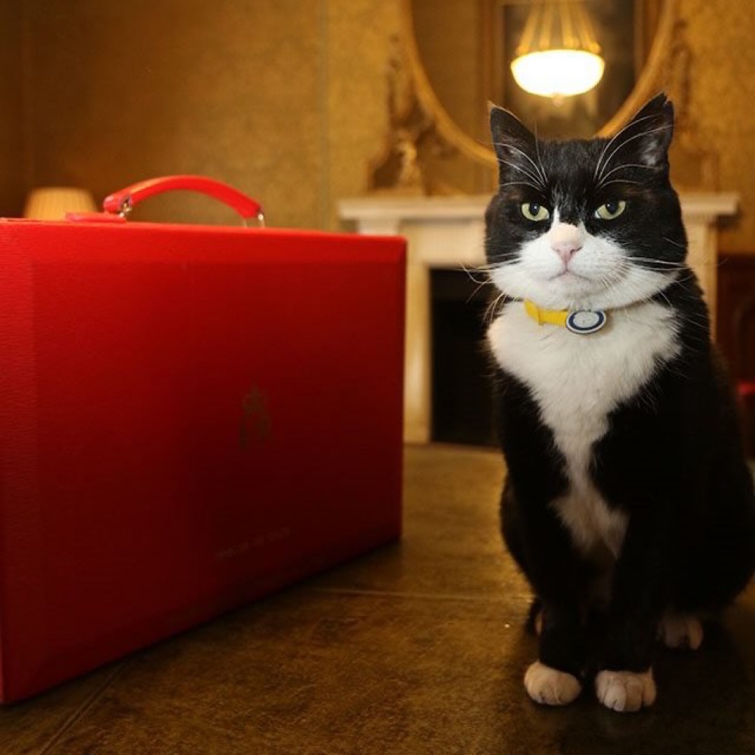 Vi tar farväl av det brittiska utrikesdepartmentets huskatt Palmerston, som har dött efter en lång karriär.

Han kom till King Charles Street som hittekatt och höll ordning på oss tills 2020. Sedan återvände han till rampljuset hos guvernören i Bermuda.

Tack för allt🐾❤️