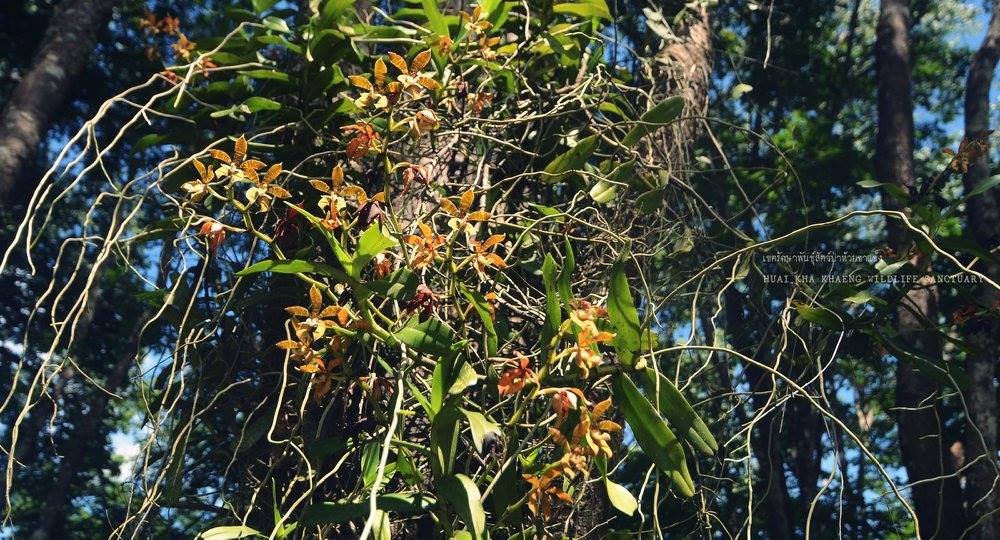 🐯 “เอื้องเสือโคร่ง” อัญมณีลายพาดกลอนแห่งห้วยขาแข้ง! 🌿 กล้วยไม้อิงอาศัยที่มีดอกสีเหลืองแต้มลายน้ำตาลแดง พบได้ช่วง มี.ค.-พ.ค. นี้เท่านั้น ปัจจุบันเป็นพืชอนุรักษ์บัญชี 2 (CITES) 🔍📖
​#เอื้องเสือโคร่ง #ห้วยขาแข้ง #CITES