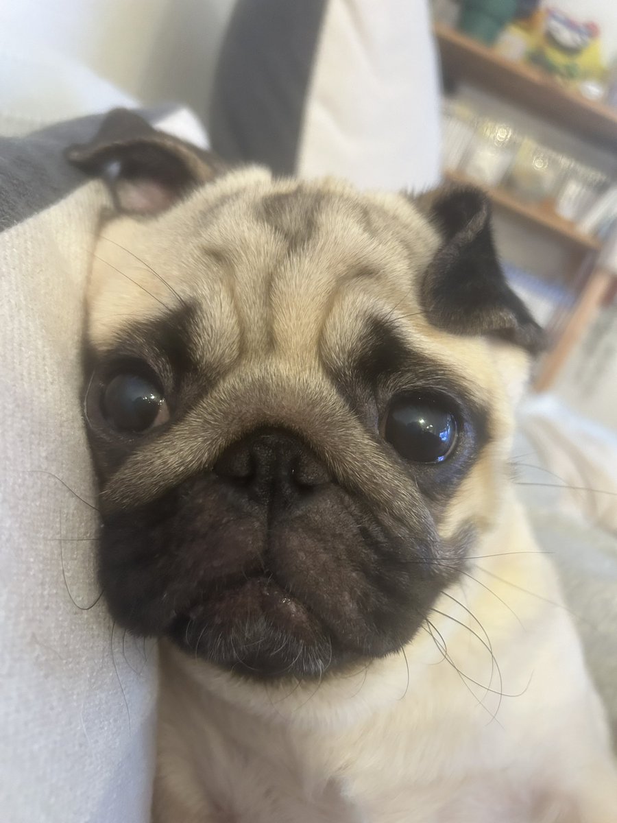 パグのもろみ tweet media