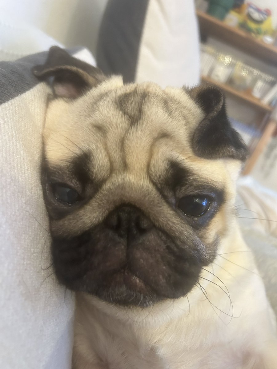 パグのもろみ tweet media