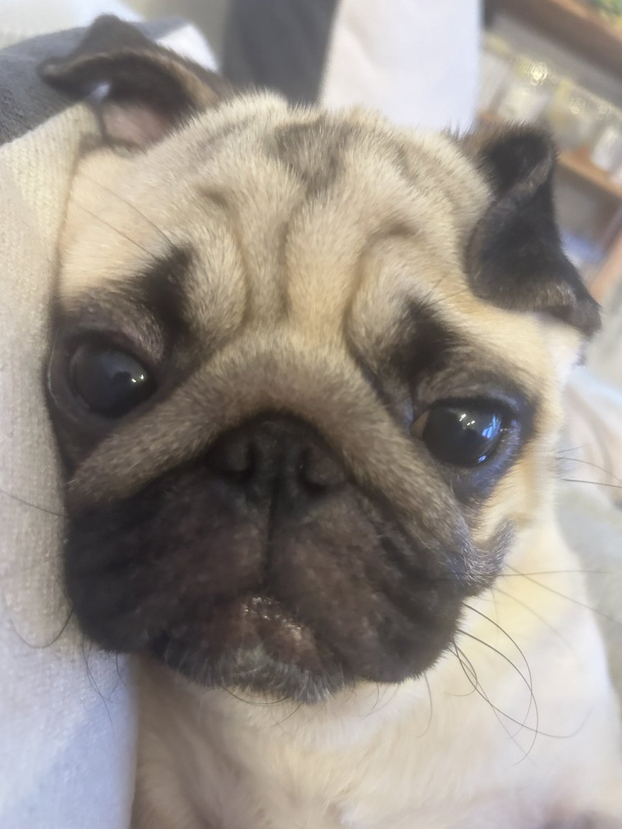 パグのもろみ tweet media