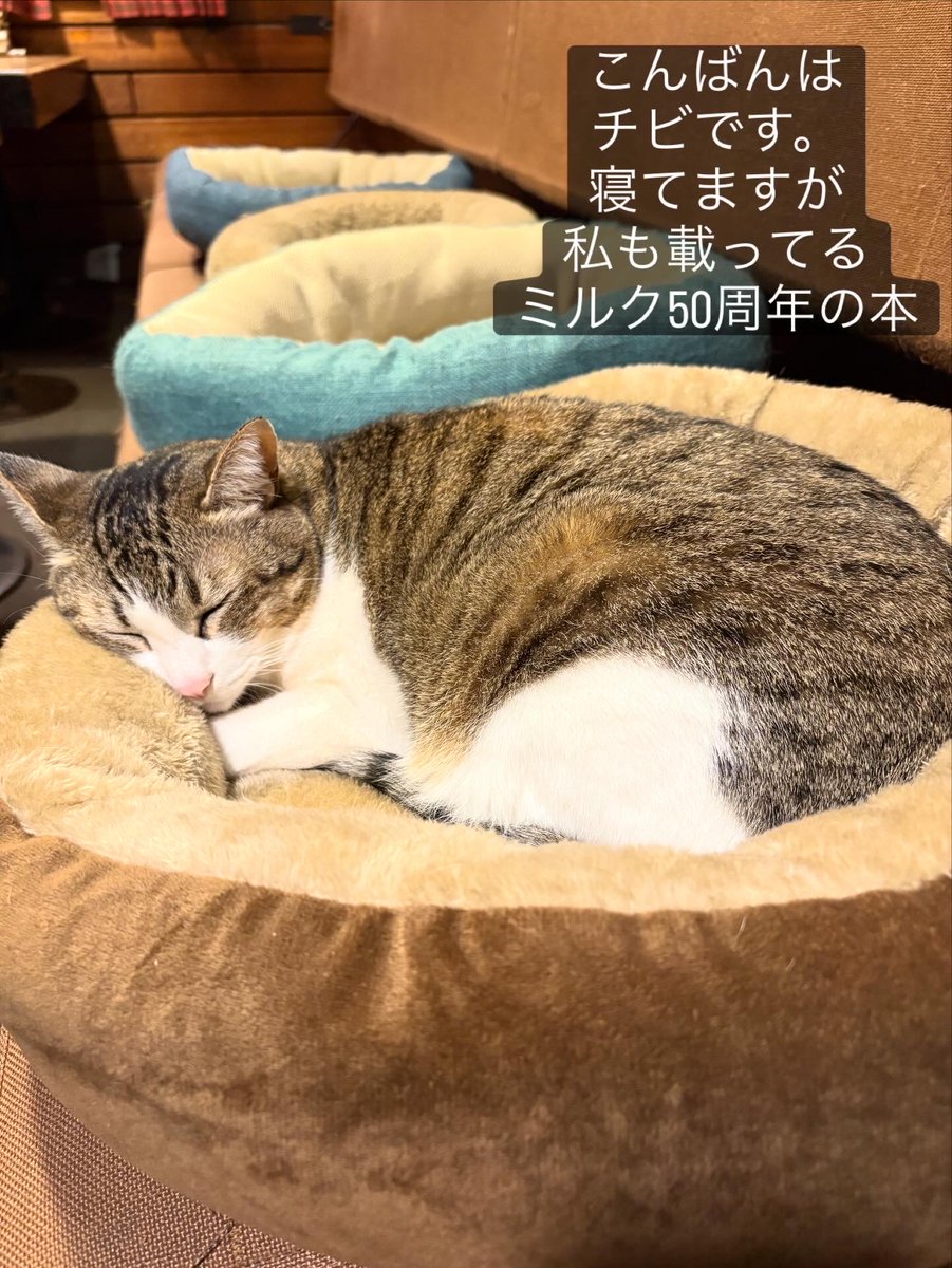 前田彰子 tweet media