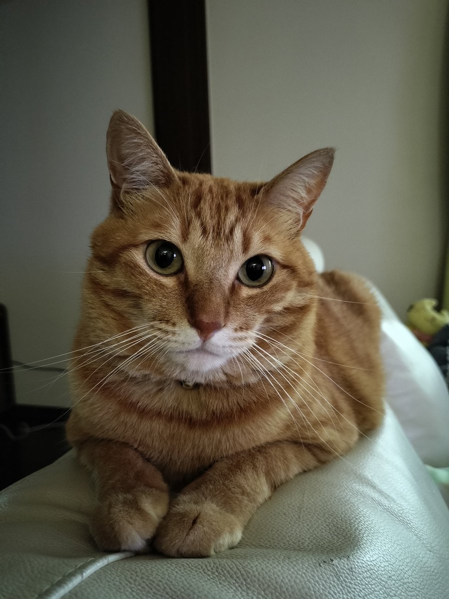 jun_nya_'s tweet photo. #ファミリ〜にゃ〜ト大作戦
こと ♂です😸 https://t.co/ampPYszgYI