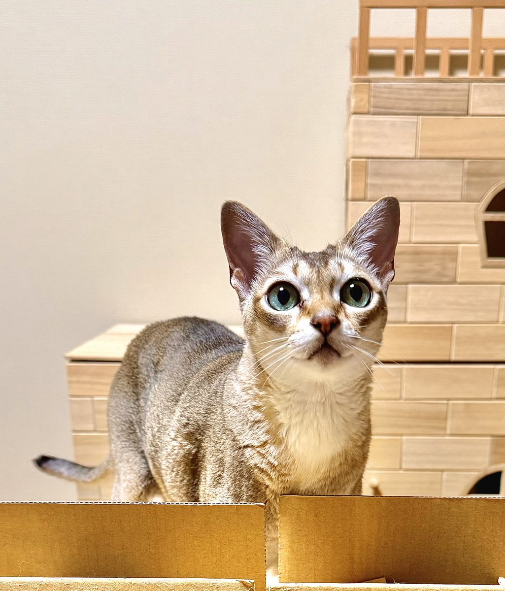 ひさぴょん (@hisapyon2525) / Posts / X