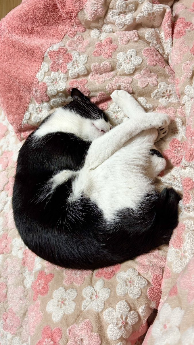 봉구네 김밥이 tweet media