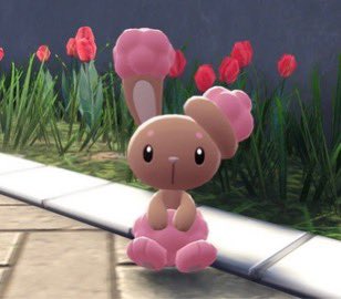 tadahimananosa1 色違いミミロル🐰 名付けて、アポロです🎀 (色が