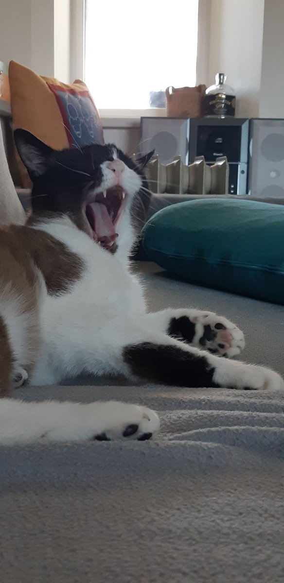 Lo sbadiglio perfetto