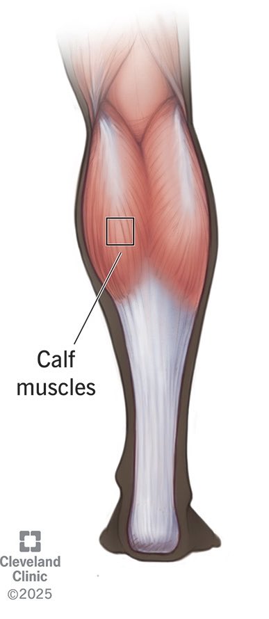 عضلة Calf سبحان الله 
كيف؟وليه؟
الدم في أوردة الساق يرجع للقلب عكس الجاذبية والقلب ما يقدر يضخ الدم الوريدي من الأطراف السفلية بكفاءة
هنا دورعضلةCalf👇
انقباضها يضغط على الأوردة ويضخ الدم للأعلى باتجاه القلب بمساعدة الصمامات(لان لو ما فيه صمامات الدم بيرجع لتحت لما ترتخي العضلة)