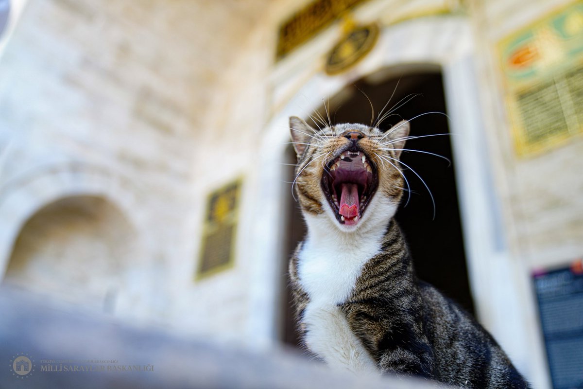 Topkapı Sarayı’nın avlularından, şehrin hafızasına usulca karışan bu küçük ve sevimli ‘portrelere’ selam.

🐾 Dünya Kediler Günü
🗓️ 17 Şubat

Greetings to these small and charming 'portraits' that quietly blend into the city's memory from the courtyards of Topkapı Palace.

🐾