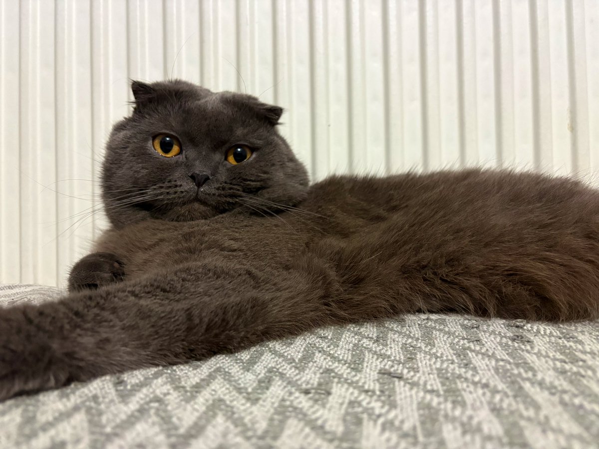 kedo gününüzü kutluyoruzz 🥳