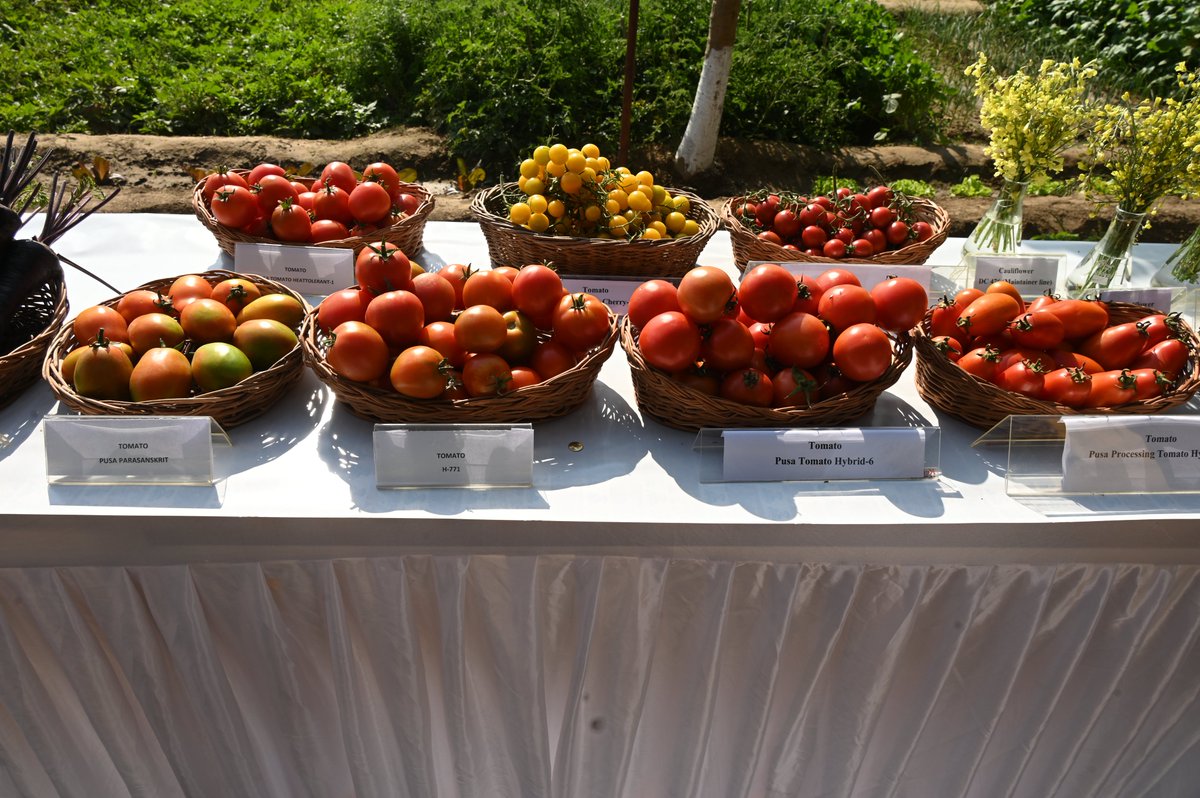 PusaKrishi's tweet photo. Winter Vegetables Field Day was successfully organized by the Division of Vegetable Science & ZTM & BPD Unit on 17 February 2026 at the Unit of Vegetable Research & Demonstration, ICAR-IARI.
#WinterVegetables #FieldDay
#VegetableScience #TechnologyTransfer #FarmersFirst https://t.co/cgK6Rh68z9