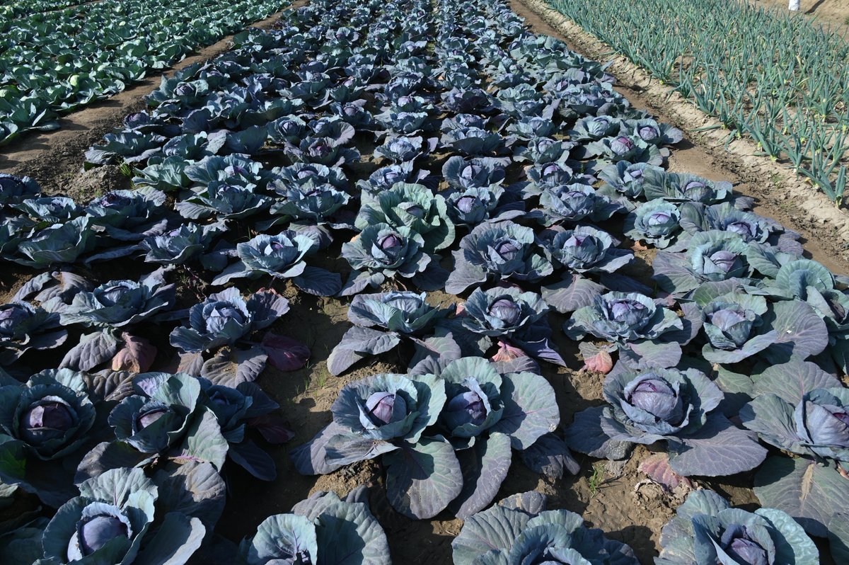 PusaKrishi's tweet photo. Winter Vegetables Field Day was successfully organized by the Division of Vegetable Science & ZTM & BPD Unit on 17 February 2026 at the Unit of Vegetable Research & Demonstration, ICAR-IARI.
#WinterVegetables #FieldDay
#VegetableScience #TechnologyTransfer #FarmersFirst https://t.co/cgK6Rh68z9