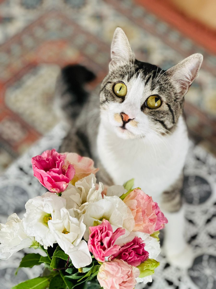 Dünya Kediler Günü kutlu olsun! Evde iki kedi var; biri ruhumu terapi ediyor, diğeri kahkaha attırıyor. Meğer huzur bazen tüylü ve mırlıyormuş. 🐾🥰