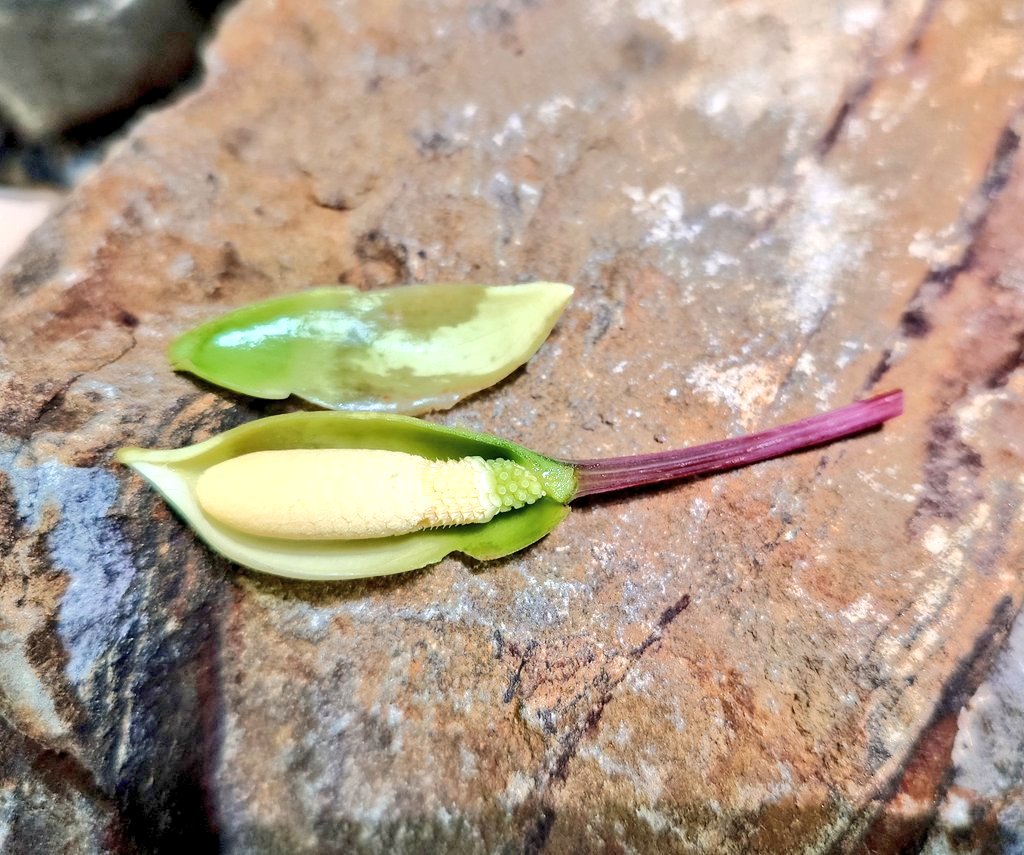 Bucephalandra sp. 