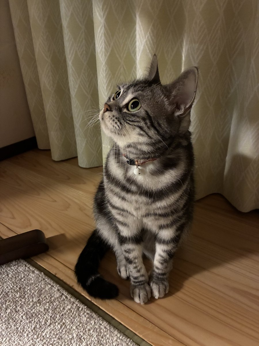 こんばんは 久しぶりだけど僕も小町も元気だよ😸 僕の横顔可愛いでしょ