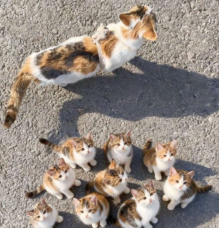 나 갑자기 억장 와르르 무너져ꖮ 
쿠냥이 고소할거임 .  .  . .  ... ..