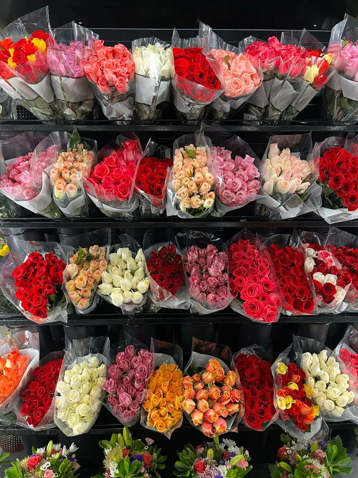 𝓣𝓱𝓮𝓑𝓵𝓸𝓼𝓼𝓸𝓶𝓢𝓽𝓾𝓭𝓲𝓸 (@phollukidukaan) on Twitter photo 