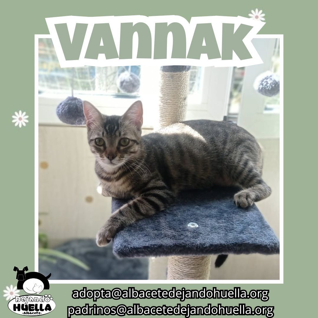 Vannak descansa tranquilamente en su rascador, en modo relax total.
Pero es imposible no quedarse hipnotizado mirando esos ojazos verdes que lo dicen todo 💚🐱.
📩 adopta@albacetedejandohuella.org 
📩 padrinos@albacetedejandohuella.org