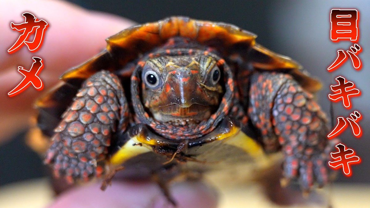 YouTube更新🖖】 目バキバキガメの飼育環境セッティング【スペングラー