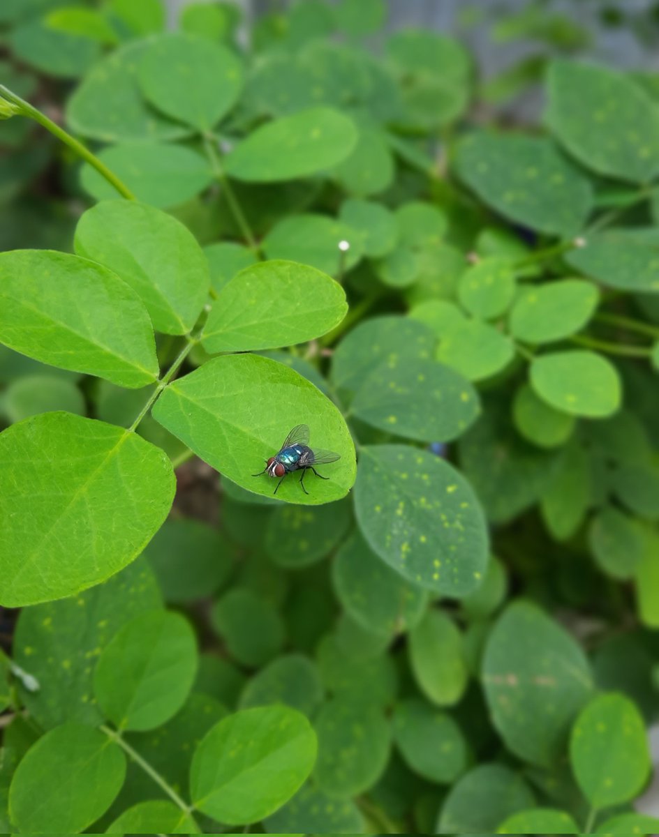 Jangan pernah putus asa, lalat aja bisa bertahan dari daun ke daun bahkan dari apapun yang dia singgahi.. selamat sore.. 
Tetap semangat &amp; produktif 💚