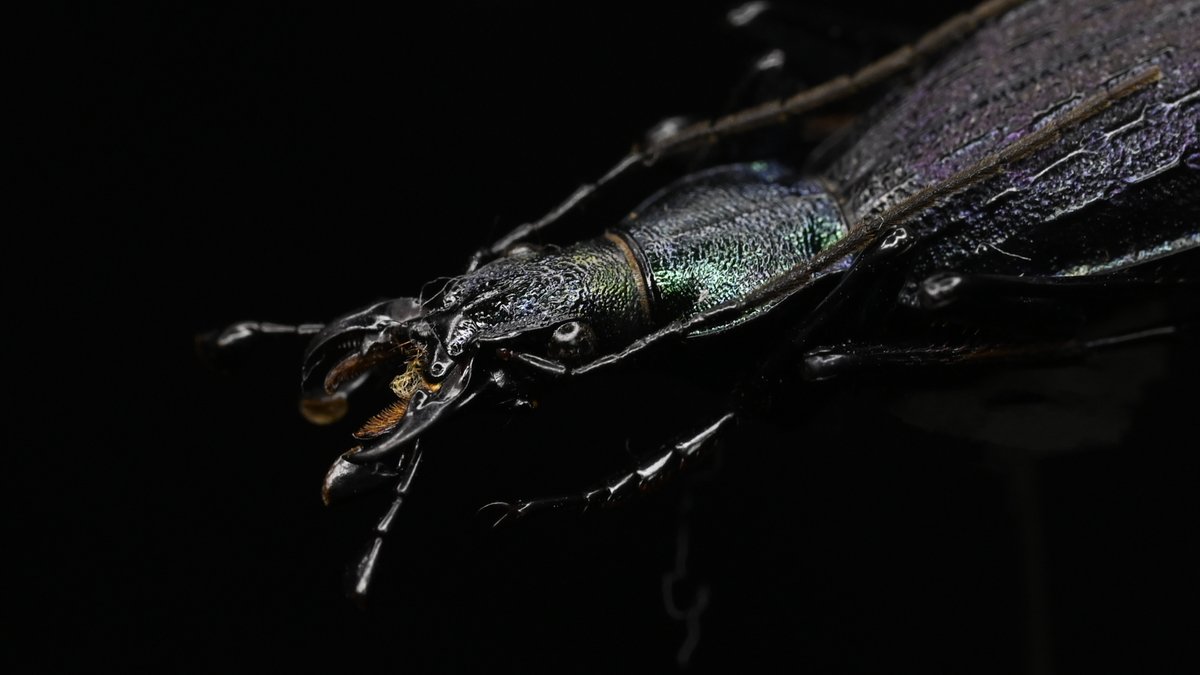 BUGS-DESIGN tweet media