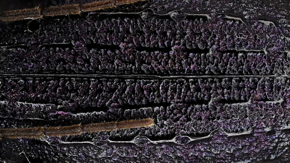 BUGS-DESIGN tweet media