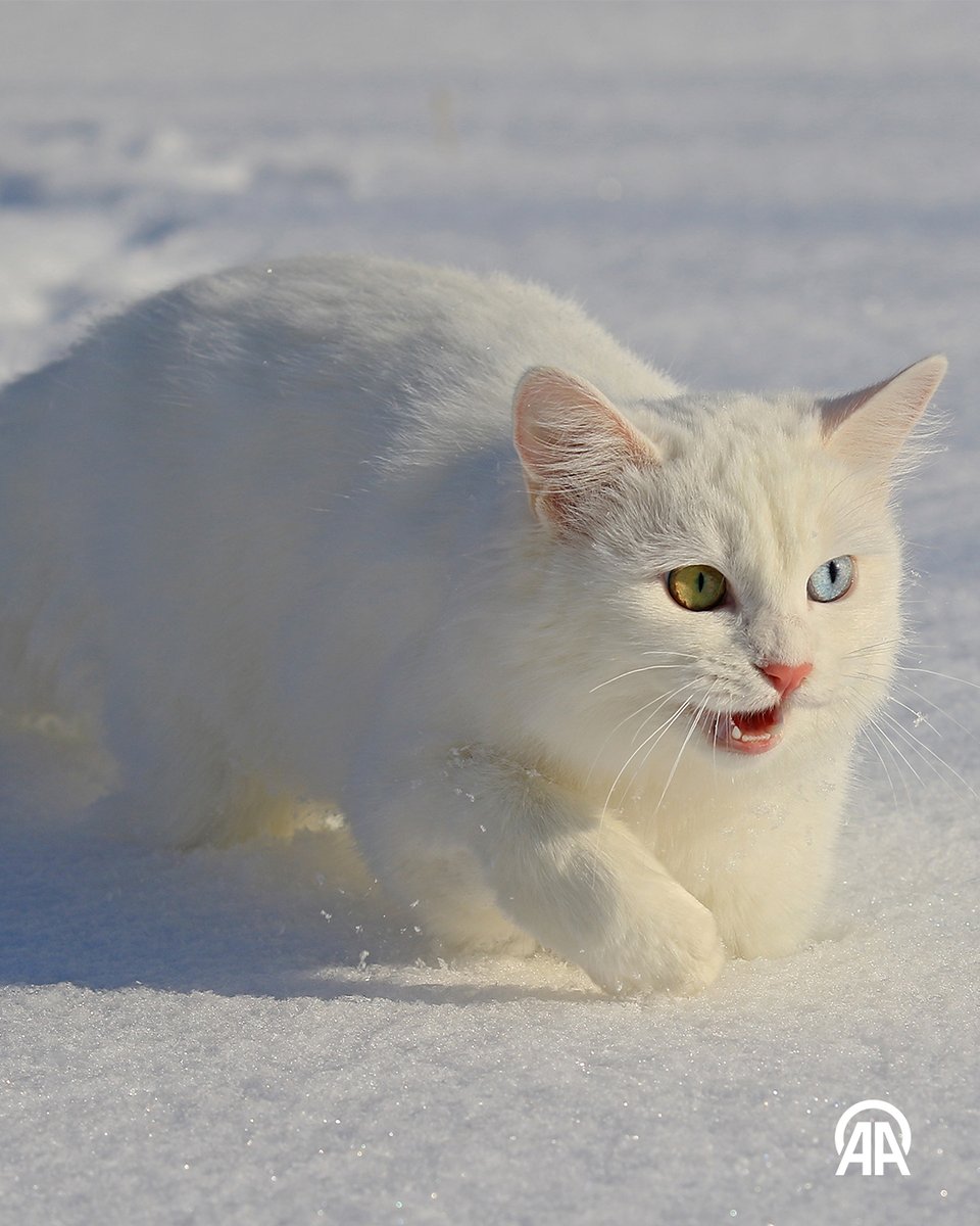 AnadoluArsiv's tweet photo. 🗓️ Tarihte bugün

🐈 İtalya’da evsiz kedilere dikkati çekmek amacıyla ortaya çıkan 17 Şubat Dünya Kediler Günü, farkındalığını artırarak kutlanmaya devam ediyor.

📹: Fransa Ulusal Kütüphanesi &amp; Belçika Kraliyet Kültürel Miras Enstitüsü https://t.co/XuigZk8hd6