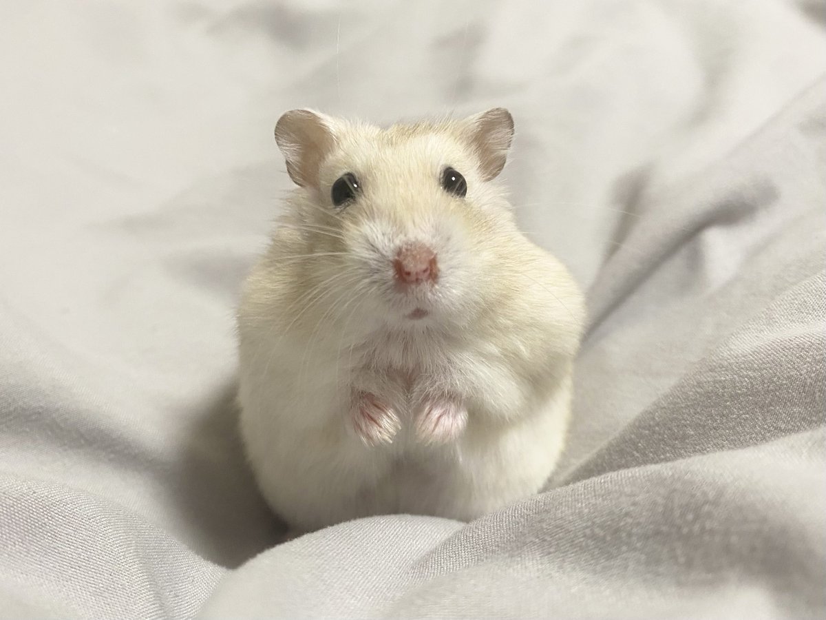 ﾊﾑｽﾀかわいい (@pa5eaF4mrN8NCOb) / Posts / X